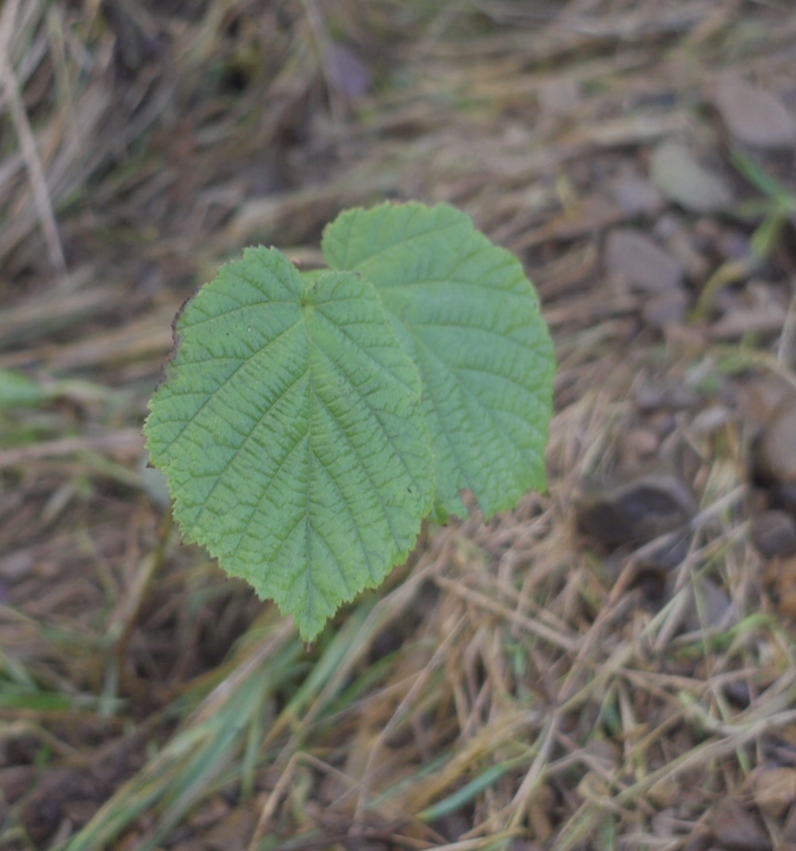 Feuille d'érable Glen Turner
