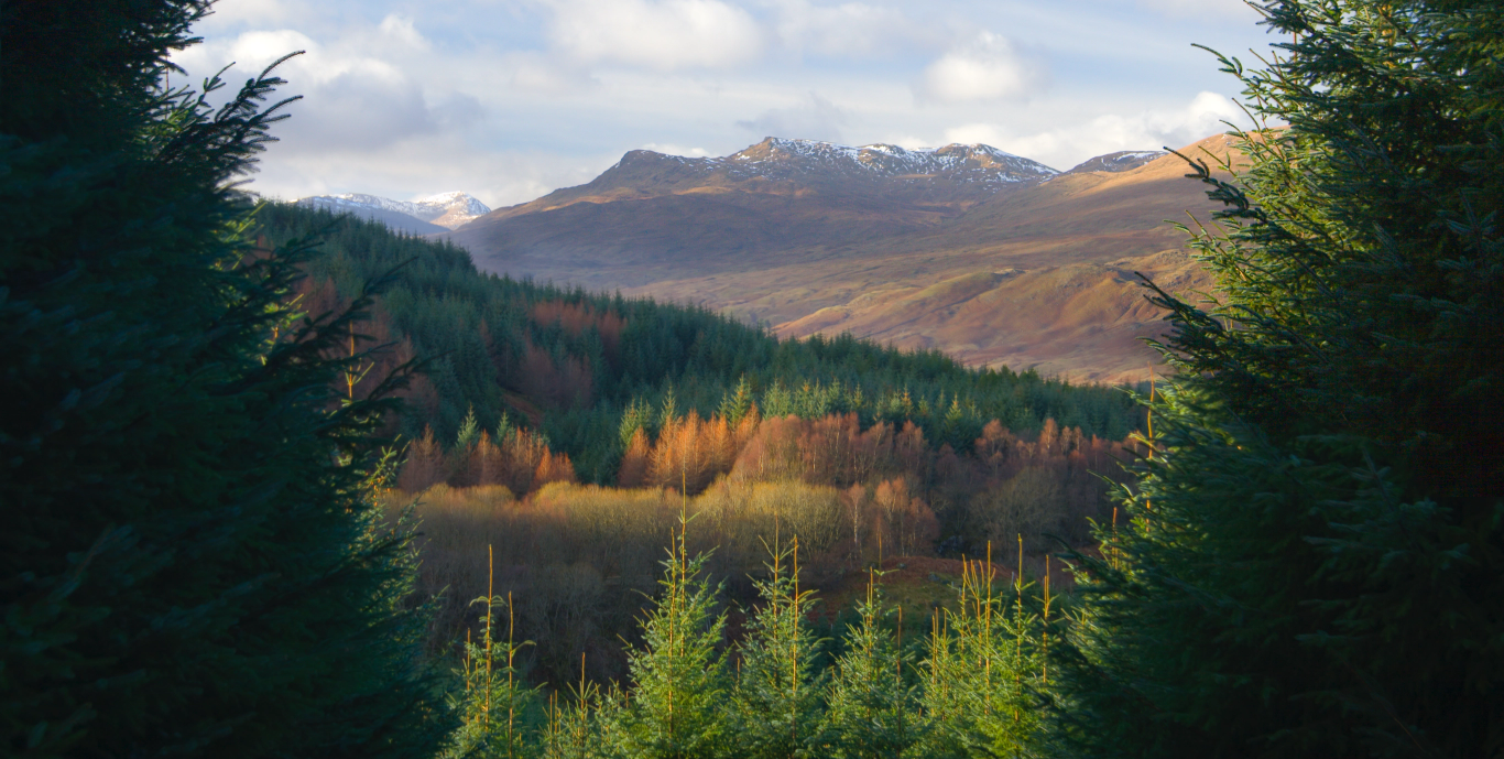 Forêts écossaises Glen Turner