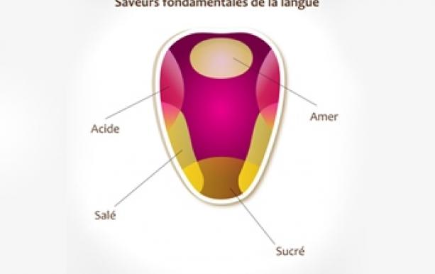 Saveurs-fondamentales