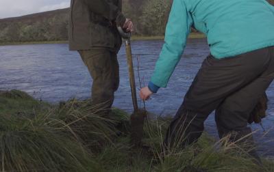 reforestation